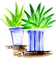 観葉植物の鉢植え